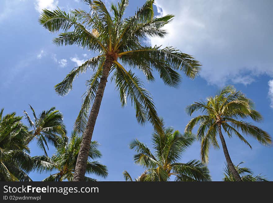 Tropical coconut palms at blue sky