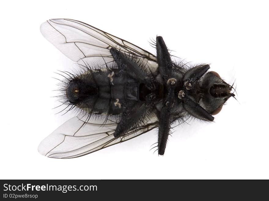 Dead fly on a white background. Dead fly on a white background