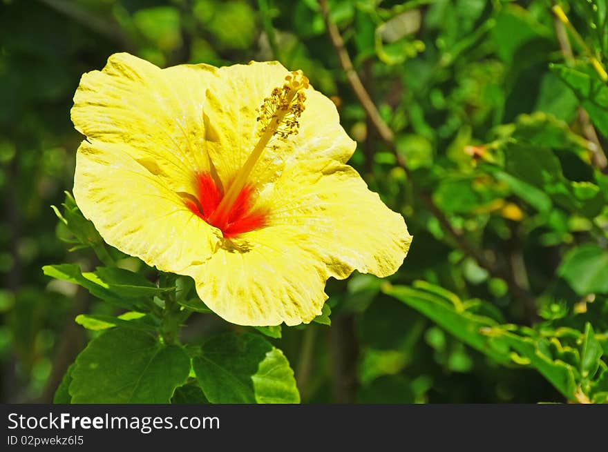 Yellow hibiscus blossom