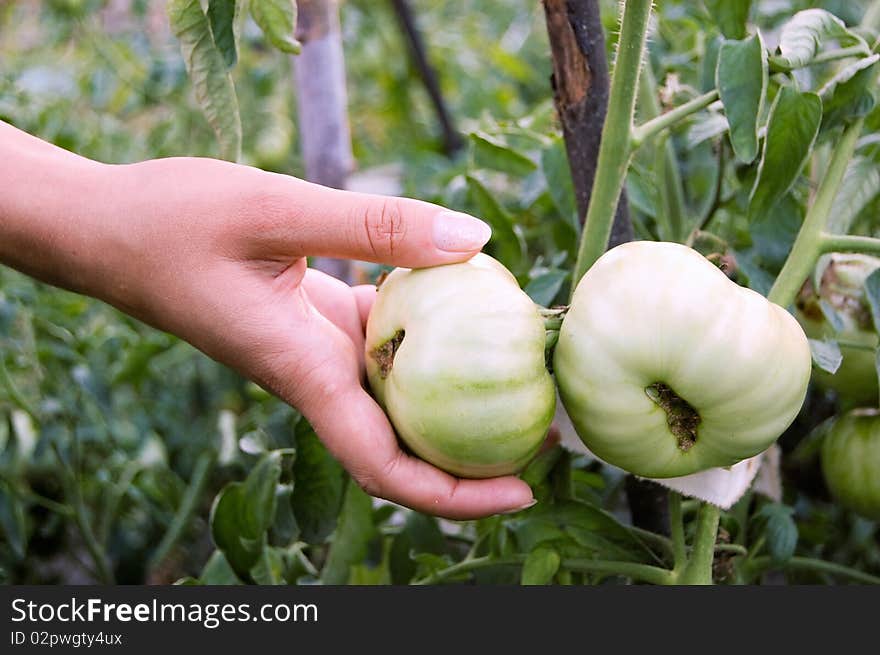 Hand breaking a green tomato