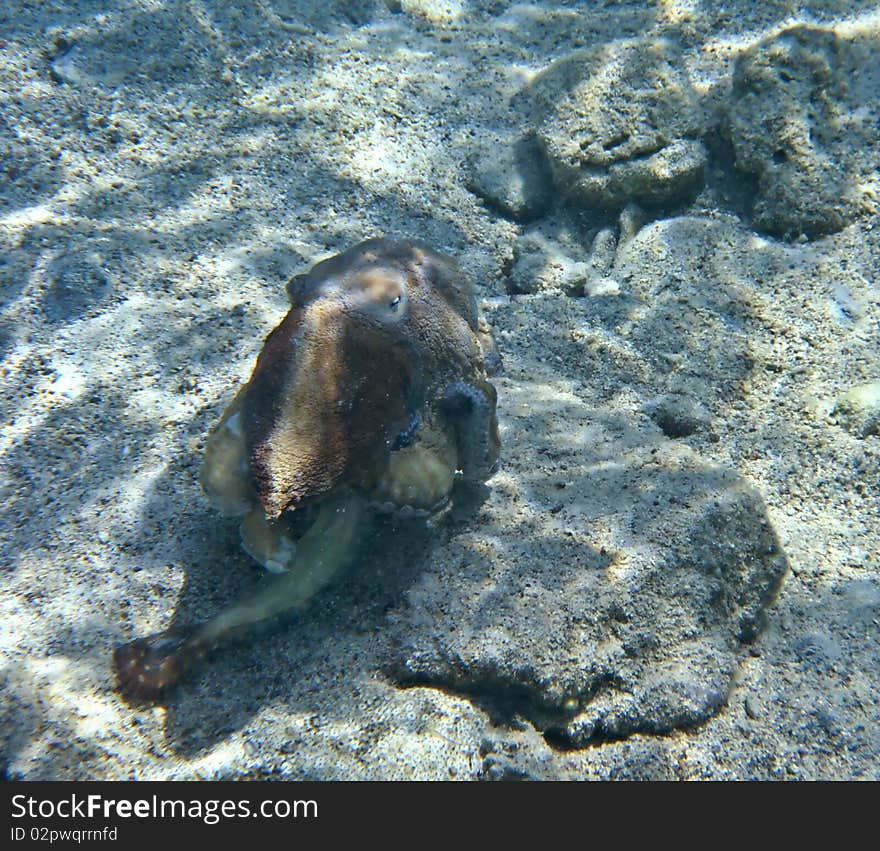 A brown octopus on the Eilat s coral reef