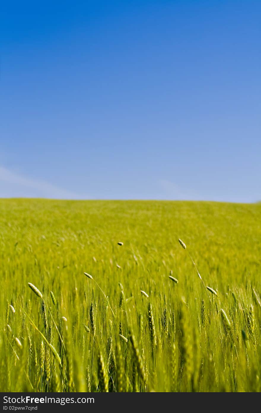 Corn field