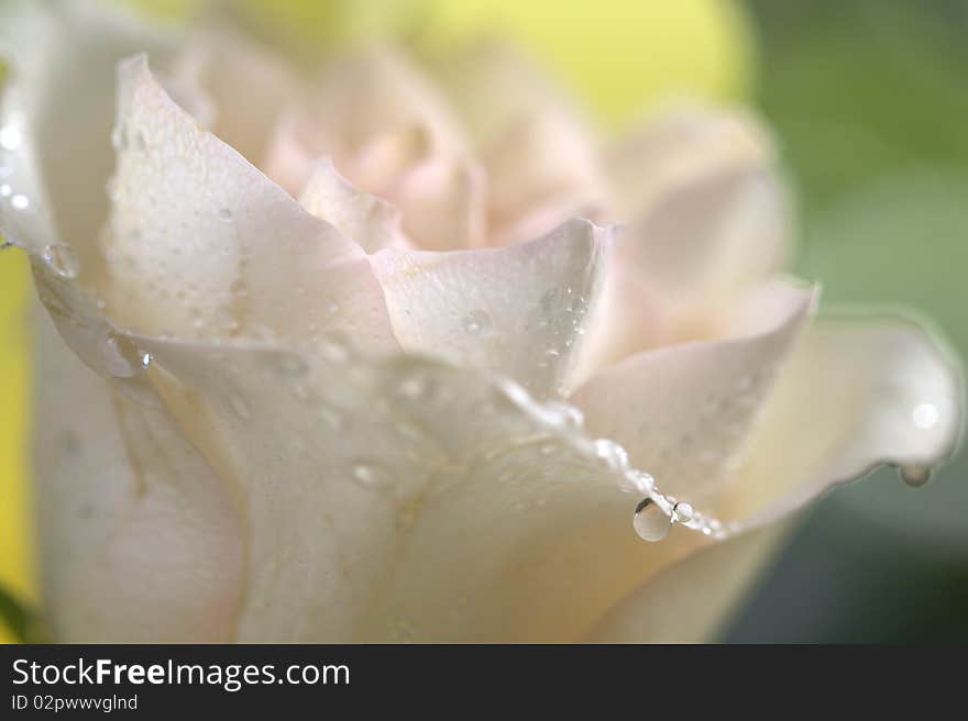 A pretty pink rose with dew drops. A pretty pink rose with dew drops