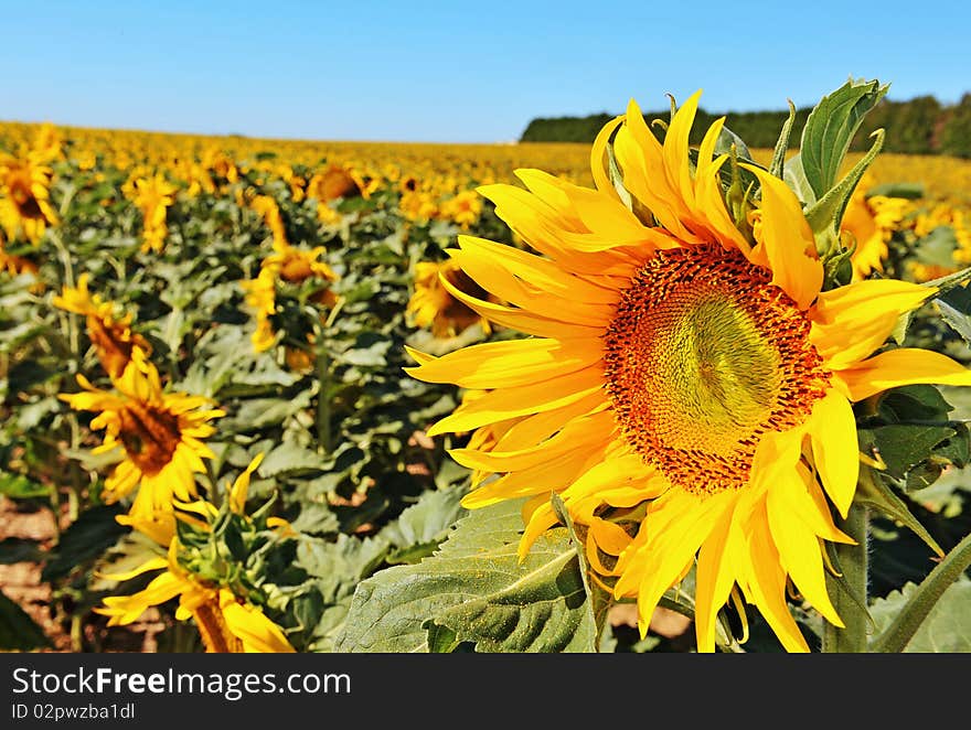 Sunflowers on a field