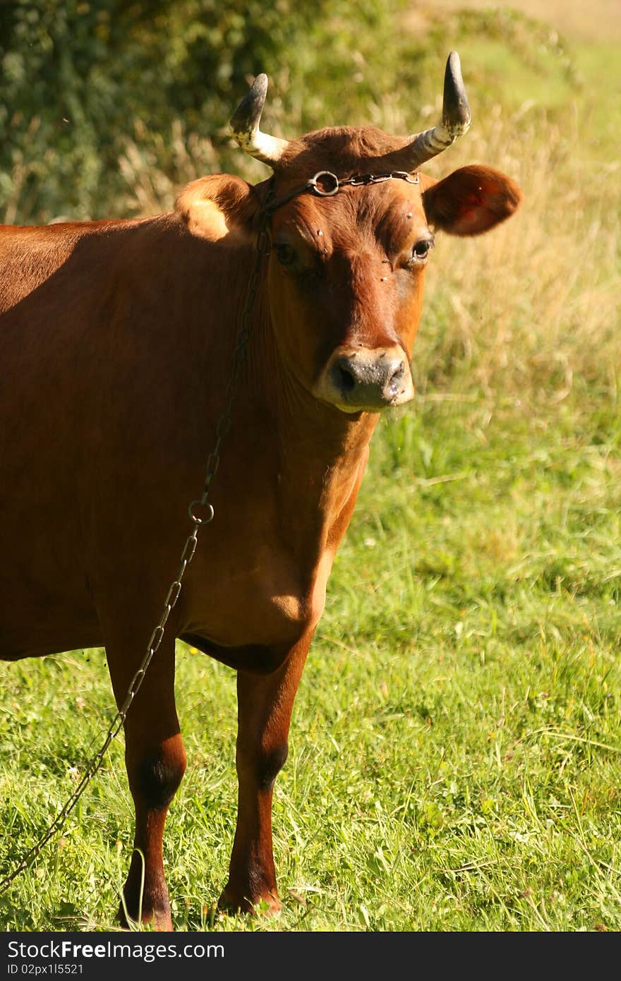 Cow and chain