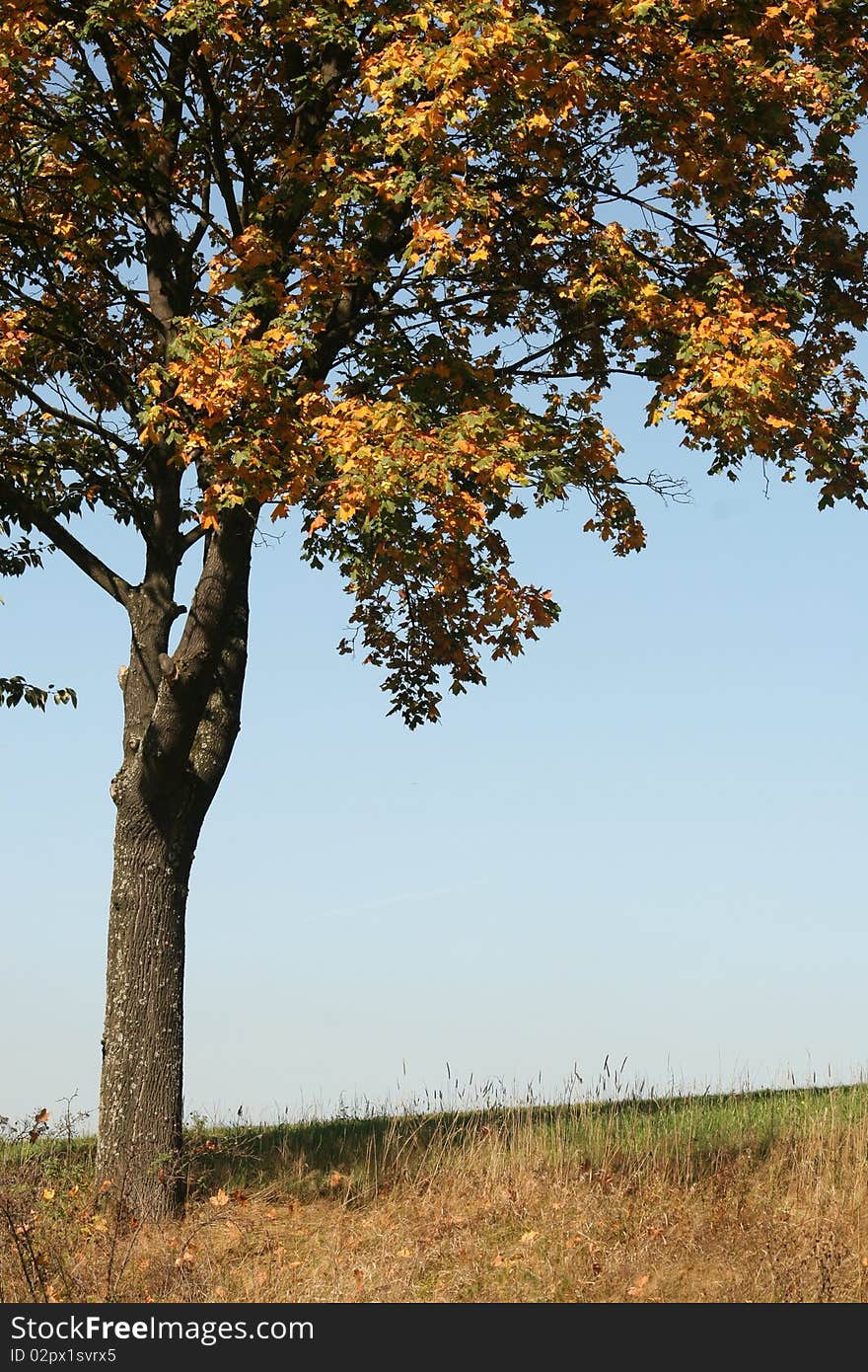 Autumn tree in polish mountains shows the end of summer