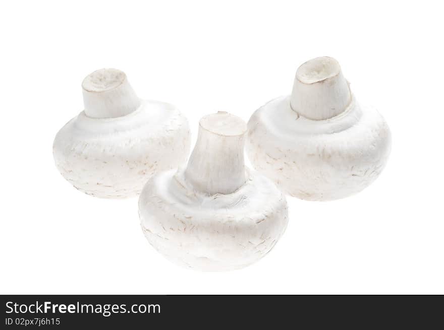 Three white mushrooms on a white background. Three white mushrooms on a white background