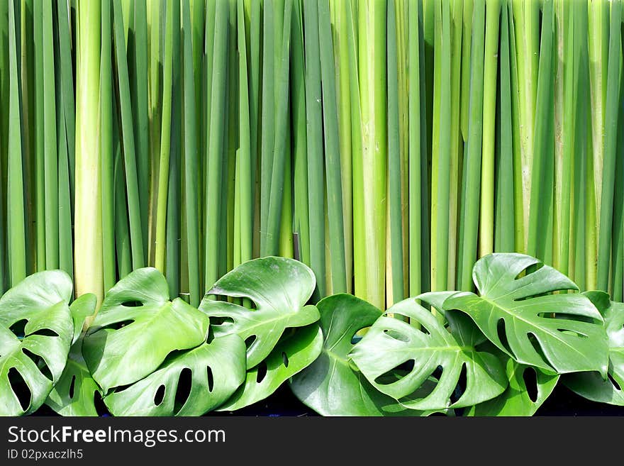 Green leaf and green background. Green leaf and green background