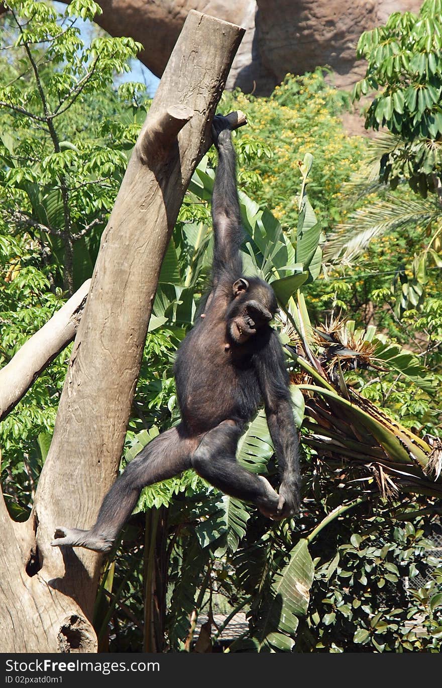 Chimpanzee hanging and swinging from a branch of a tree. Chimpanzee hanging and swinging from a branch of a tree.