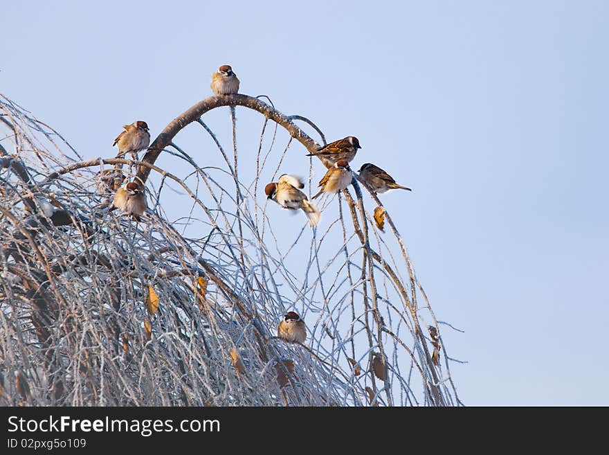 A group of sparrows on the branches.