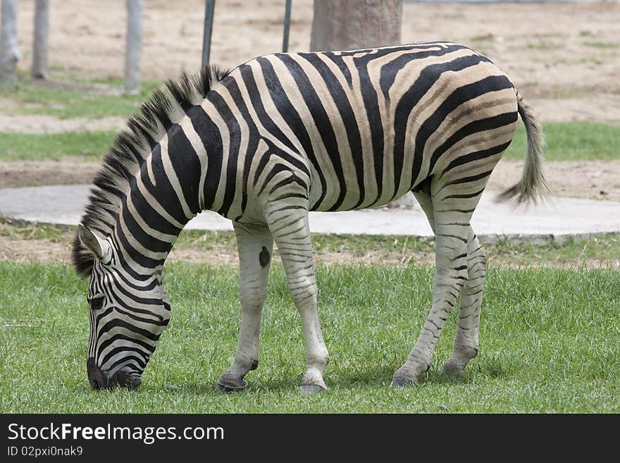 Zebra Wildlife Thawee of Africa