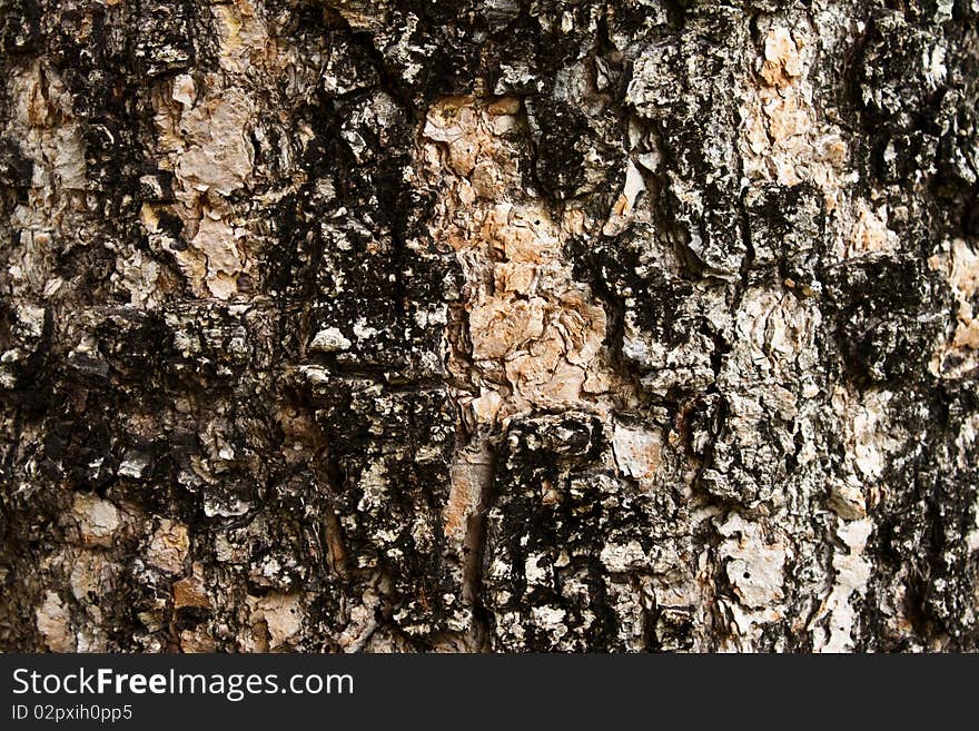 Cell wall of a tree we call Bark