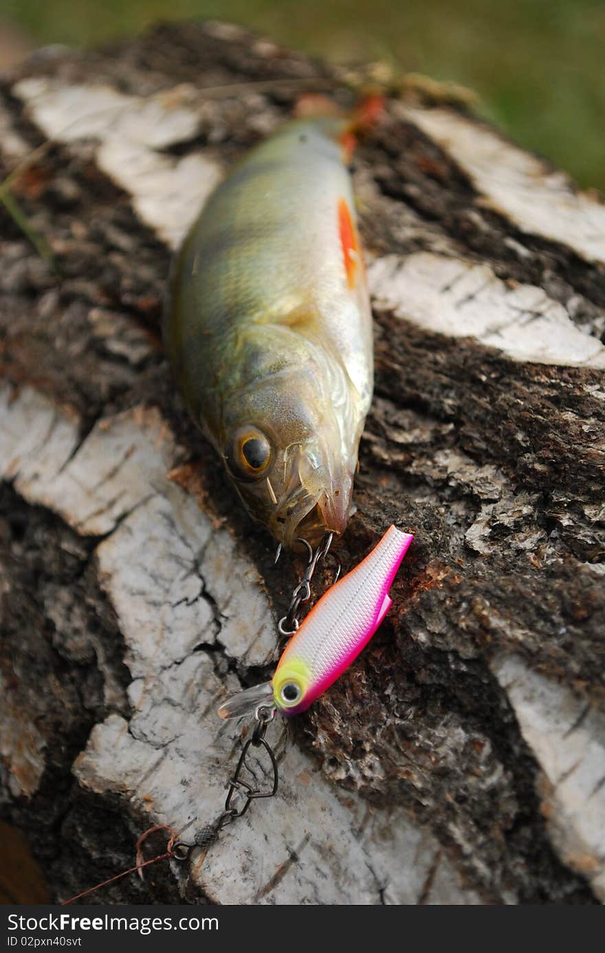 Summer spinning fishing. Colorful perch caught on wobbler