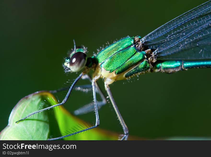 Dragonfly close up on the leaf. Dragonfly close up on the leaf.