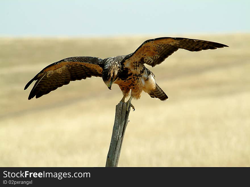 This hawk was just landing on this post as I arrived. He almost looks like he is bowing. This hawk was just landing on this post as I arrived. He almost looks like he is bowing.