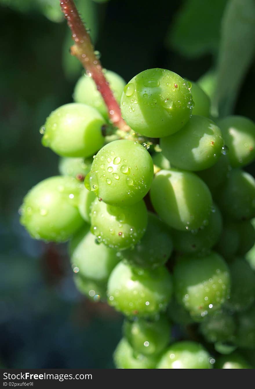 Grapes