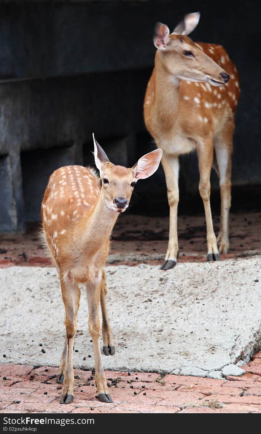 A group of deer in the zoo. A group of deer in the zoo.