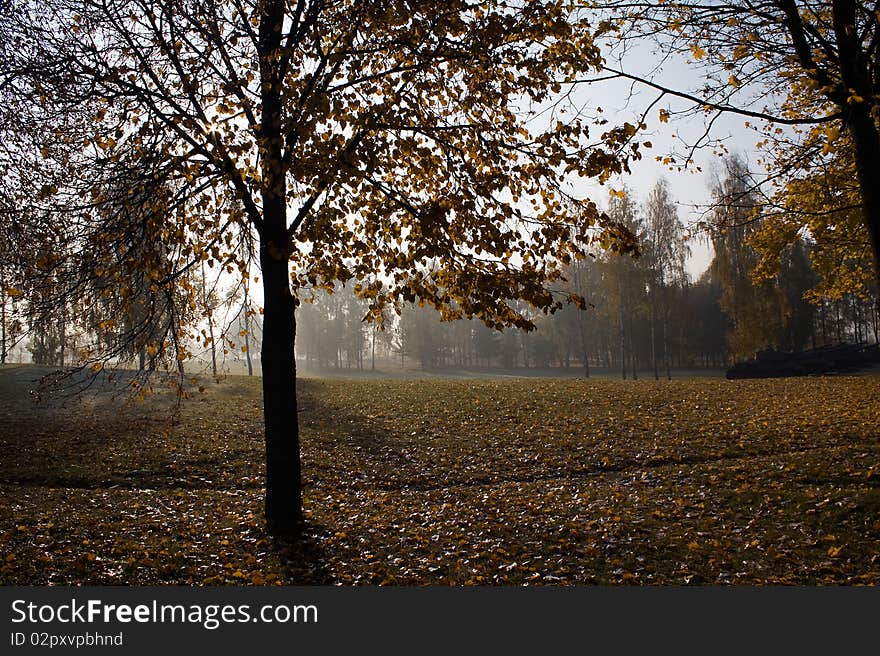 Autumn trees with yellow sheet in park. Autumn trees with yellow sheet in park