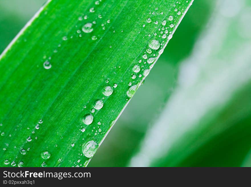 Macro a photo of green sheets of a plant after a past rain (with drops of water). Macro a photo of green sheets of a plant after a past rain (with drops of water)