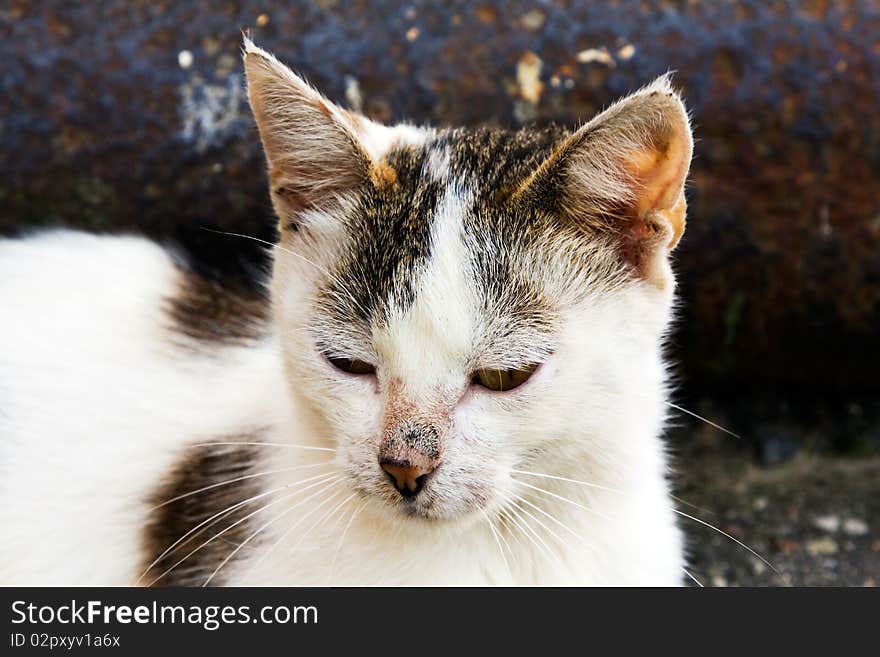 The old homeless multi-coloured cat. The old homeless multi-coloured cat