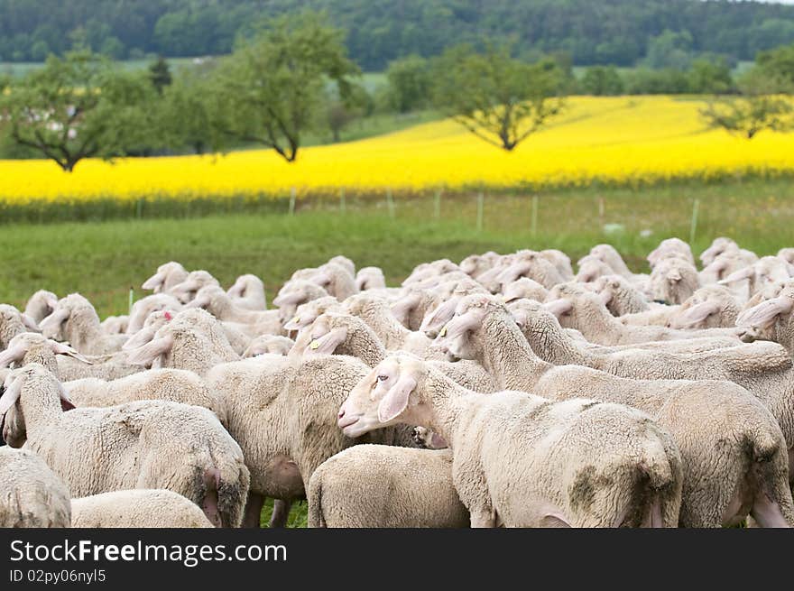 Sheep and Canola