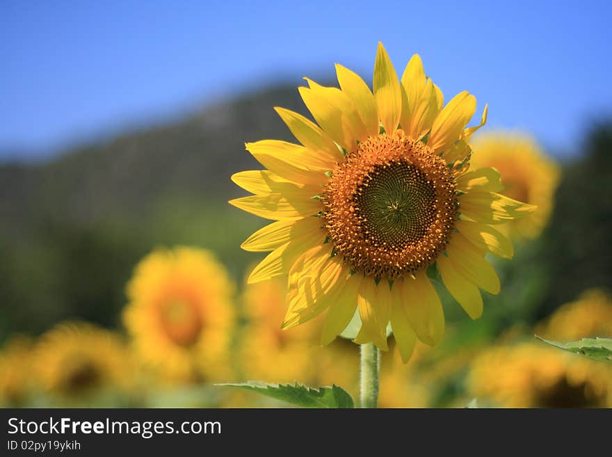 Beautiful sunflowers in the field