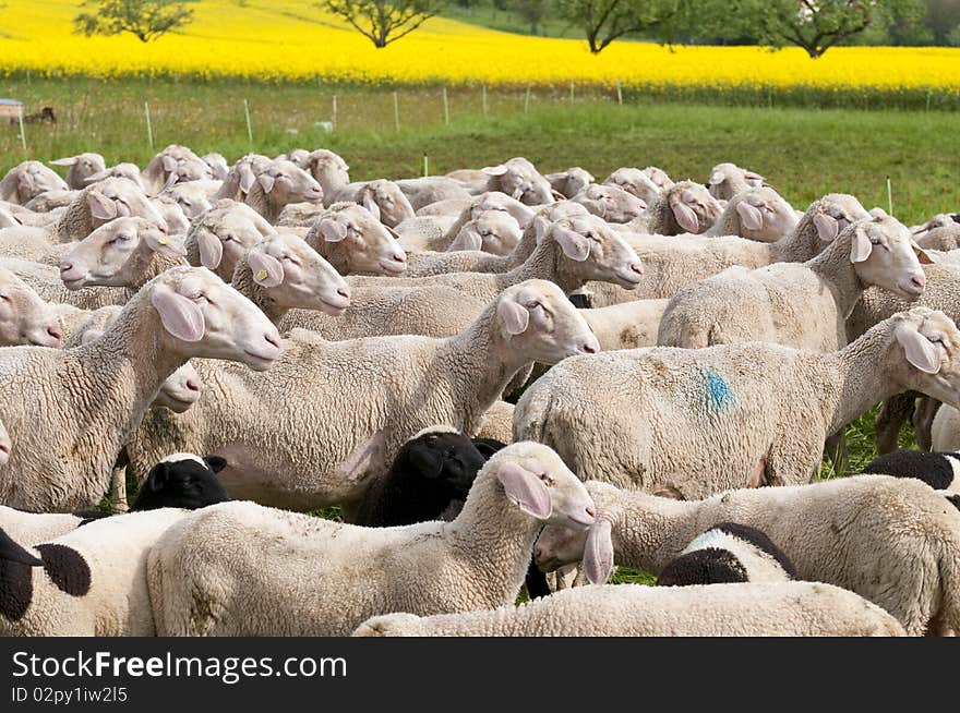 Sheep And Canola