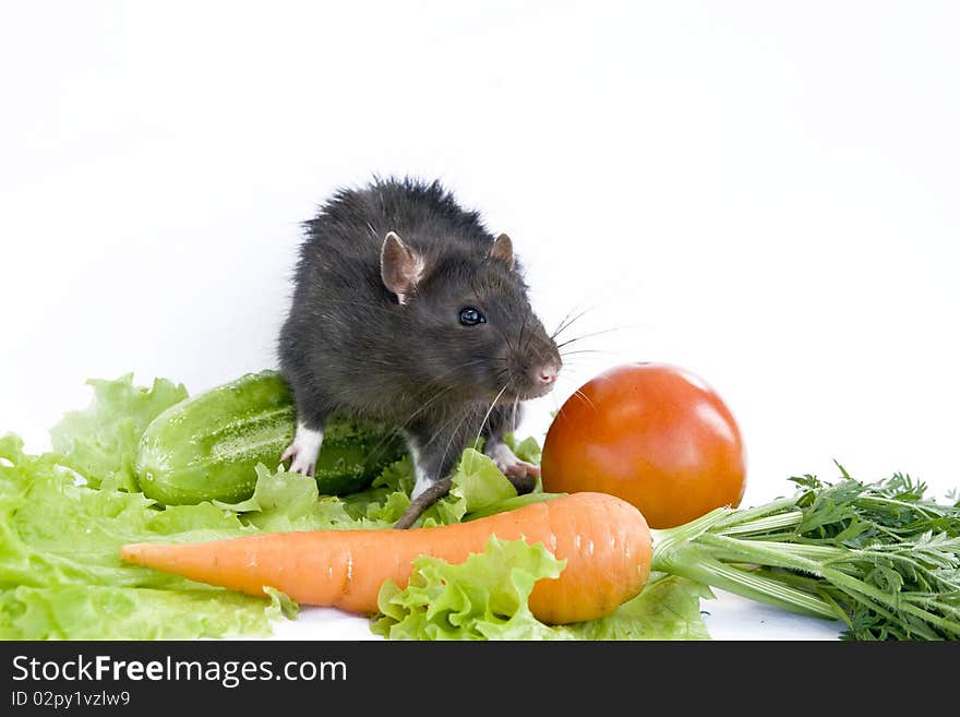 Rat in vegetables