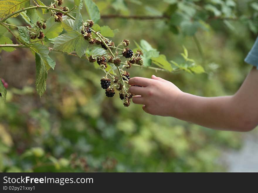 Child's hand reaching out to pick a ripe blackberry. Child's hand reaching out to pick a ripe blackberry.