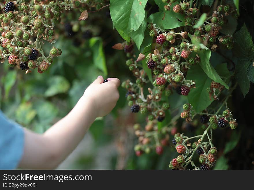 Child picking blackberries