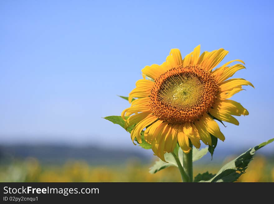 Beautiful sunflowers in the field