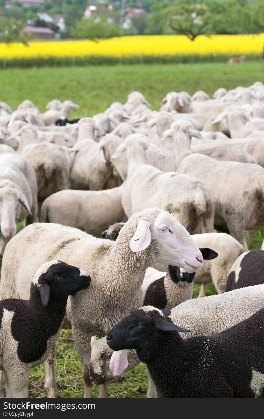 Sheep And Canola