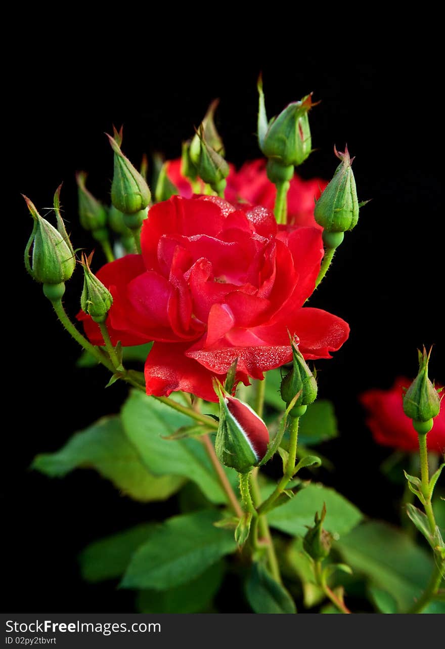 Red Rose