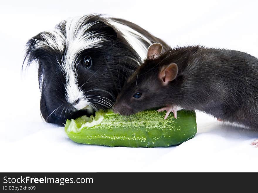 The Black-and-white porpoise and grey house rat on a white background together eat a green cucumber. The Black-and-white porpoise and grey house rat on a white background together eat a green cucumber