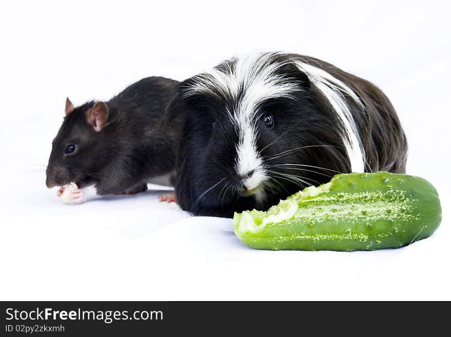 On a white background the Black-and-white porpoise eats a green cucumber, and the grey house rat is cheese. On a white background the Black-and-white porpoise eats a green cucumber, and the grey house rat is cheese