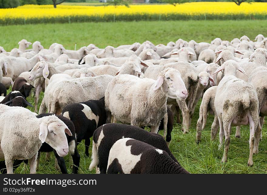 Sheep And Canola