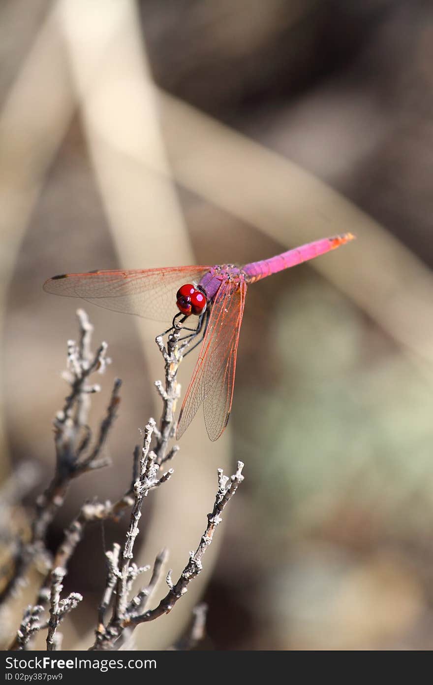 DragonFly