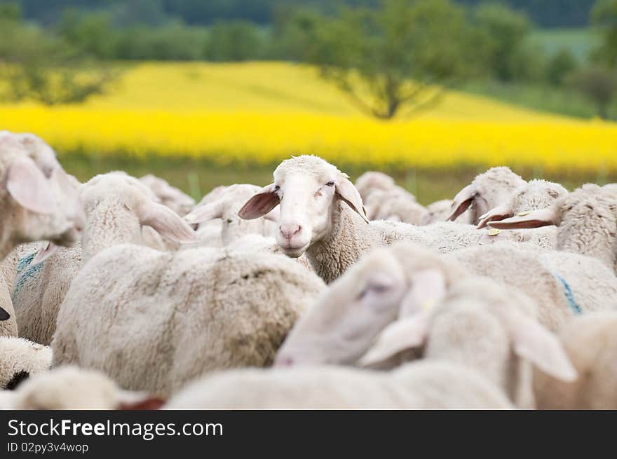 Close up of sheep in a springtime scenery with shining yellow oilseed rape. Close up of sheep in a springtime scenery with shining yellow oilseed rape