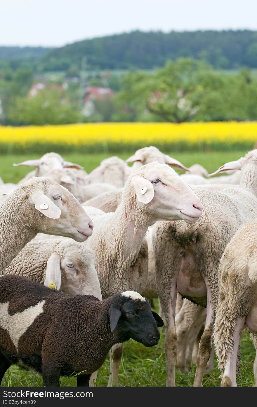 Sheep And Canola