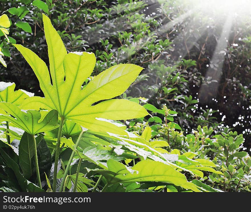 Green leaves with morning dew