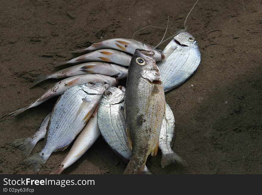 A days catch of fish in Oman.