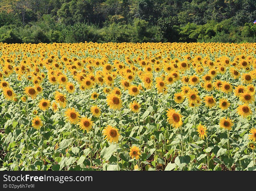 Beautiful sunflowers in the field