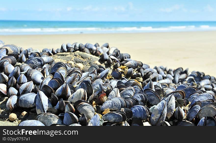 Eatable mussels on a sea coast when it is low tide. Eatable mussels on a sea coast when it is low tide