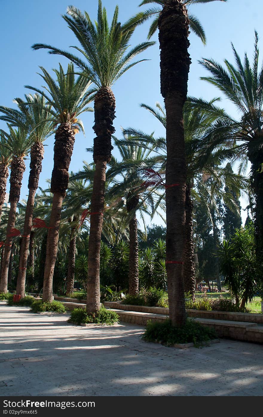 Palm avenue in the city park.