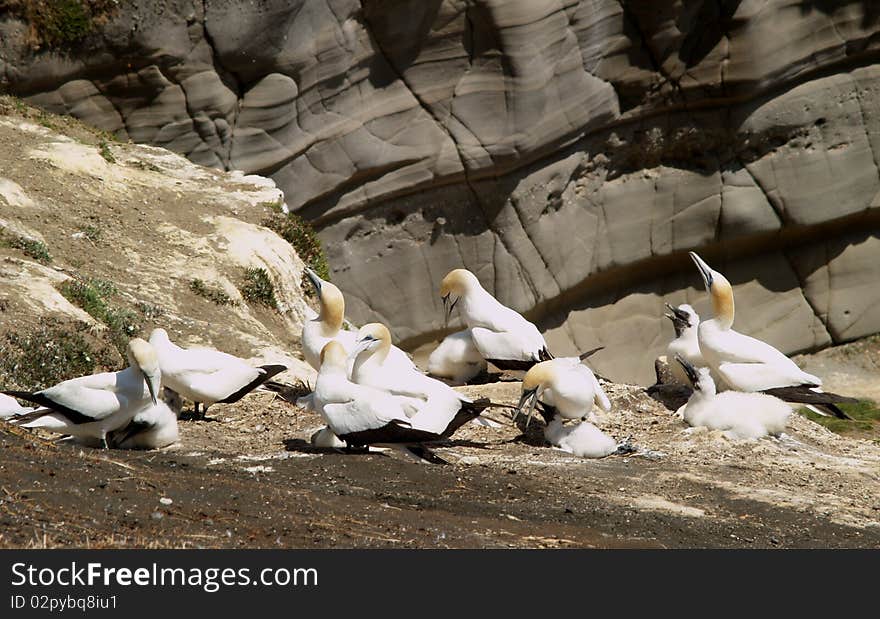 Gannet colony