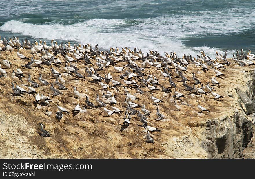 Gannet colony