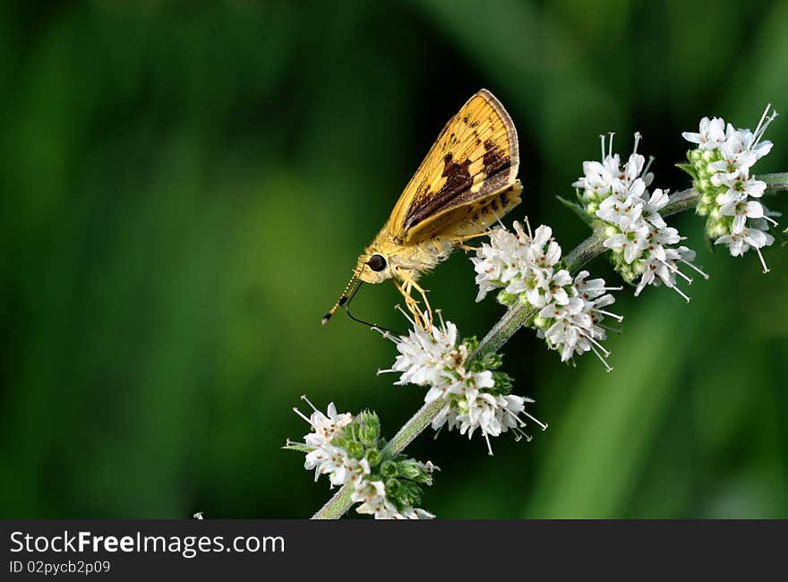 A beautiful butterfly setting on the flower