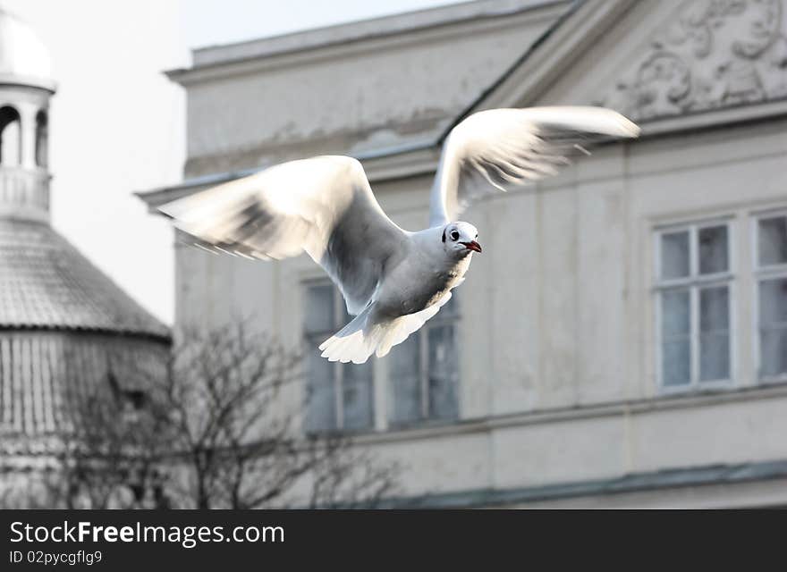 Bird in flight