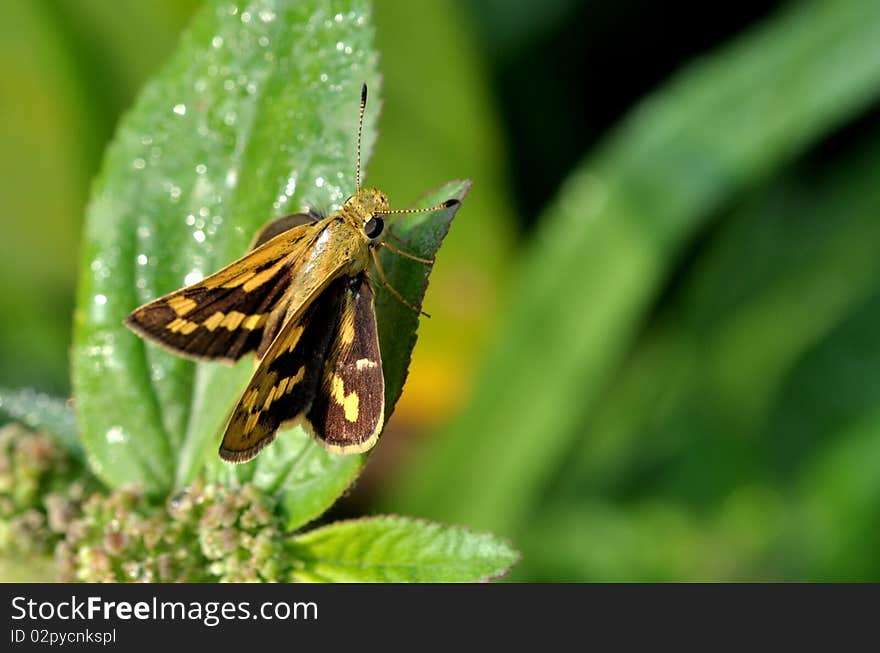 Jet butterfly setting on plants