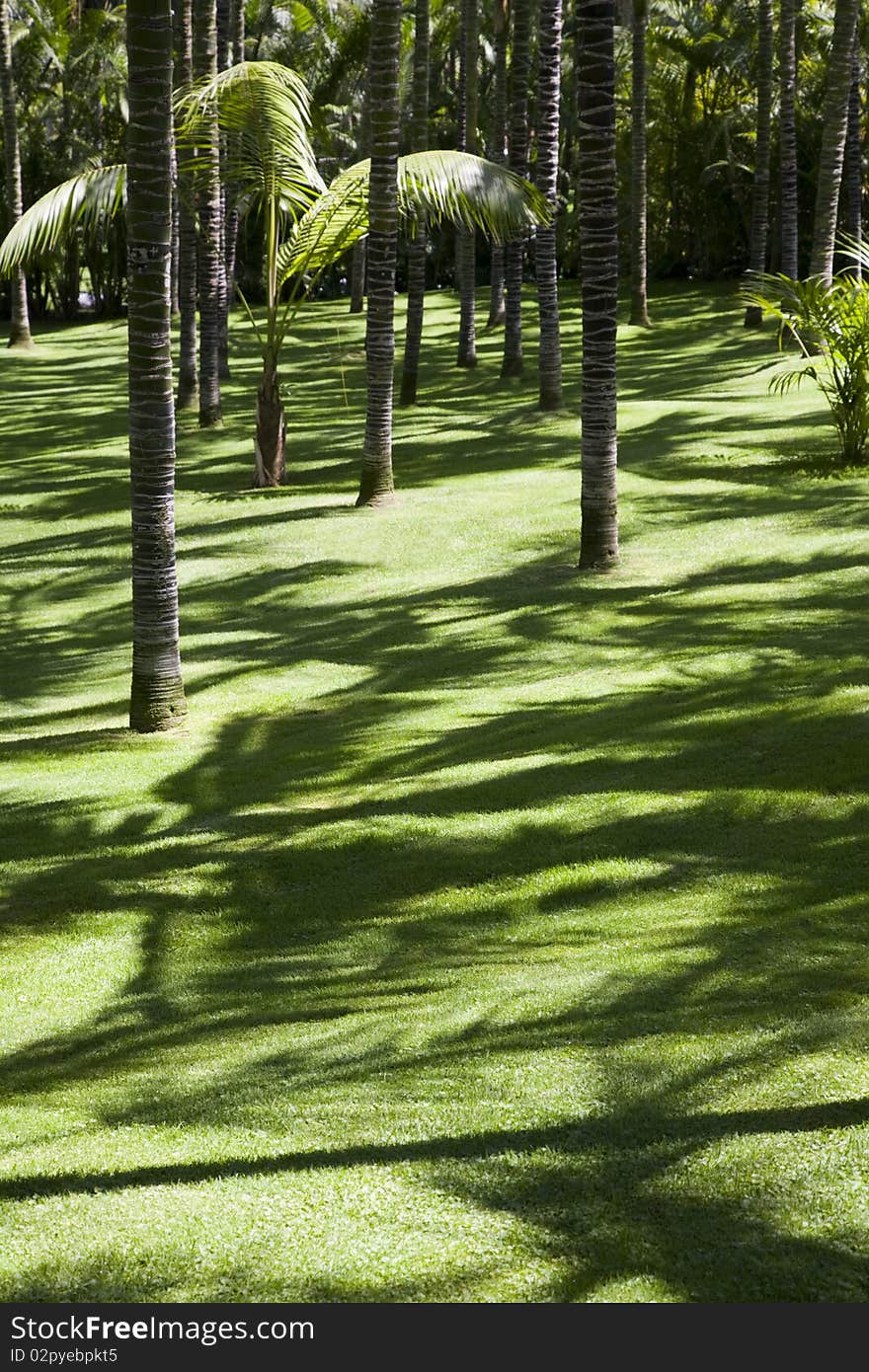 Green Lawn In A Palm Grove